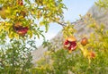 Pomegranate tree Royalty Free Stock Photo