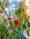 Pomegranate tree with ripe pomegranates
