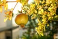 Pomegranate tree with ripening fruit outdoors on sunny day, closeup Royalty Free Stock Photo