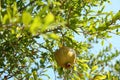 Pomegranate tree with ripening fruit outdoors on sunny day Royalty Free Stock Photo