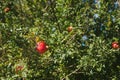 Pomegranate tree in France