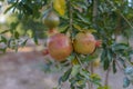 Pomegranate tree in Spring Royalty Free Stock Photo