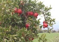 pomegranate tree, tree branch, red pomegranates