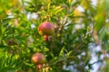 Pomegranate Tree with Young Pomegranate Fruits.