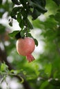 The pomegranate trees bear ripe fruit in September.. Royalty Free Stock Photo