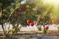 Pomegranate Blooming in Israel, sunset. Rosh HaShanah