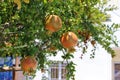 Pomegranate trees in Crete Royalty Free Stock Photo