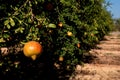 Pomegranate trees with fruits