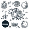 Pomegranate tropical fruits set. Hand drawn sketch vector illustration. Harvest on branch, isolated design elements Royalty Free Stock Photo