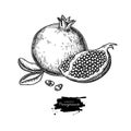 Pomegranate vector drawing. Hand drawn tropical fruit illustration. Engraved summer