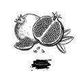 Pomegranate vector drawing. Hand drawn tropical fruit illustration. Engraved summer