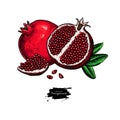 Pomegranate vector drawing. Hand drawn tropical fruit illustration.