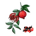 Pomegranate vector drawing. Sketch Pomegranate fruits on a branch, isolated engraved sign. Tropical fruit hand drawn