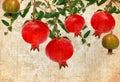 Pomegranate vintage background