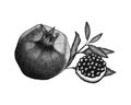 Pomegranate watercolor hand drawn fruit. Monochrome sketch stilyzed.