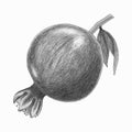 Pomegranate watercolor hand drawn fruit. Monochrome sketch stilyzed.