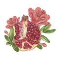 Pomegranate Watercolor illustration. Hand drawn clip art on isolated white background. Botanical painting of Fruit