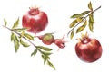 Pomegranate whole with leaves watercolor illustration isolated on white background.