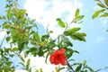 Red pomegranate flowers in bloom with white clouds Royalty Free Stock Photo