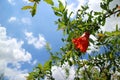 Red pomegranate flowers in bloom in the blue sky with white cloud in the summer 2 Royalty Free Stock Photo