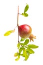 Pomegranate young fruit on branch