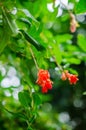 Pomegranate young fruit