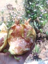 Pomegranate Royalty Free Stock Photo