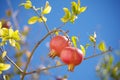 Pomegranates Royalty Free Stock Photo