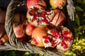 Pomegranates in the basket, seasonal food, excellent ingredient for cheerful and colorful menus and cocktails.