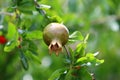 Pomegranates bloom and ripen in the city garden Royalty Free Stock Photo