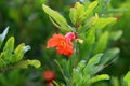 Pomegranates bloom and ripen in the city garden Royalty Free Stock Photo