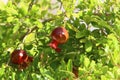 Pomegranates bloom and ripen in the city garden Royalty Free Stock Photo