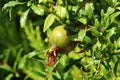 Pomegranates bloom and ripen in the city garden Royalty Free Stock Photo