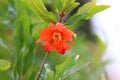 Pomegranates bloom and ripen in the city garden Royalty Free Stock Photo