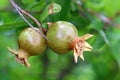 Pomegranates bloom and ripen in the city garden Royalty Free Stock Photo