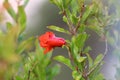 Pomegranates bloom and ripen in the city garden Royalty Free Stock Photo