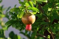 Pomegranates bloom and ripen in the city garden Royalty Free Stock Photo