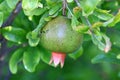 Pomegranates bloom and ripen in the city garden Royalty Free Stock Photo