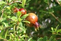 Pomegranates bloom and ripen in the city garden Royalty Free Stock Photo