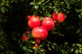 Pomegranates fruit and tree