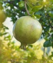 Pomegranates grow on a tree close-up. Green pomegranates ripen Royalty Free Stock Photo