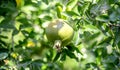 Pomegranates grow on a tree. Green pomegranates ripen Royalty Free Stock Photo