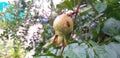 Pomegranates are growing in a garden. Royalty Free Stock Photo