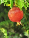 Pomegranates growing on tree. Royalty Free Stock Photo
