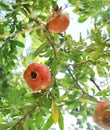 Pomegranates growing on tree. Royalty Free Stock Photo