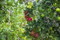 Pomegranates and lemons on branches in the garden Royalty Free Stock Photo