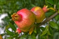 Pomegranates Royalty Free Stock Photo