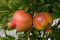 Pomegranates Royalty Free Stock Photo