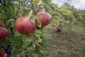 Pomegranates after a rain shower Royalty Free Stock Photo