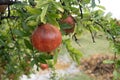 Pomegranates after a rain shower Royalty Free Stock Photo